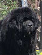 Превью фото № 155625