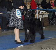 Превью фото № 155641