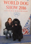 Превью фото № 155799