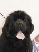 Превью фото № 155808