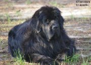 Превью фото № 155853