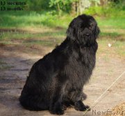 Превью фото № 155854