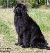 Превью фото № 155855