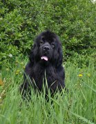 Превью фото № 156022