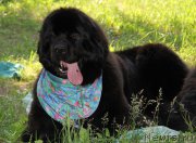 Превью фото № 156024