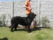 Превью фото № 156037