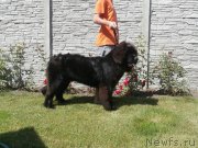 Превью фото № 156038