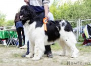 Превью фото № 156060