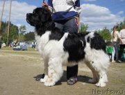 Превью фото № 156063