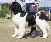 Превью фото № 156064