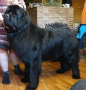 Превью фото № 156067