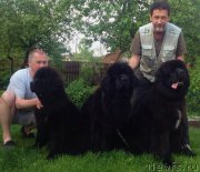 Превью фото № 156077