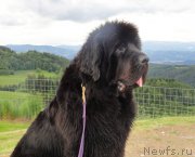 Превью фото № 156101