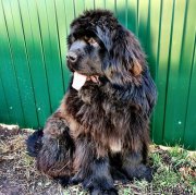 Превью фото № 156115