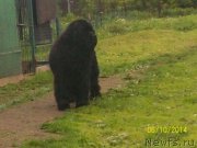 Превью фото № 156138