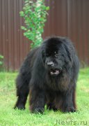 Превью фото № 156143