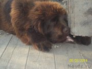 Превью фото № 156161