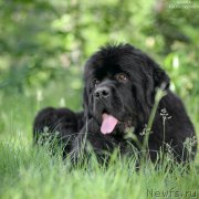 Превью фото № 156168