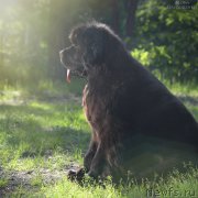 Превью фото № 156171