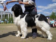 Превью фото № 156229