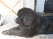 Превью фото № 156238