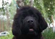 Превью фото № 156353