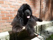 Превью фото № 156371