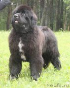 Превью фото № 156380