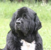 Превью фото № 156383