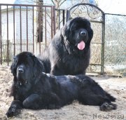 Превью фото № 156398