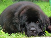 Превью фото № 156400