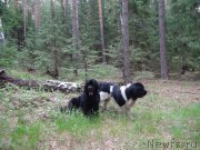 Превью фото № 156410