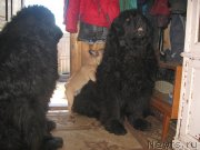 Превью фото № 156421