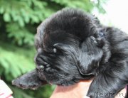 Превью фото № 156429