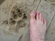 Превью фото № 156461