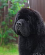 Превью фото № 156485