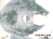 Превью фото № 156486