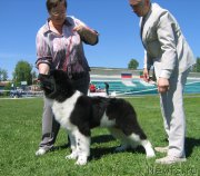 Превью фото № 156488