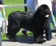 Превью фото № 156495