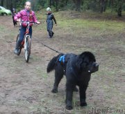 Превью фото № 156529