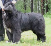 Превью фото № 156570