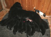 Превью фото № 156611