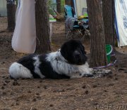 Превью фото № 156619