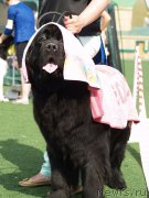 Превью фото № 156624