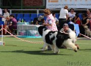 Превью фото № 156642