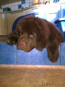 Превью фото № 156696