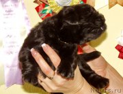 Превью фото № 156697