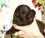 Превью фото № 156700