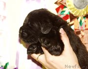 Превью фото № 156703