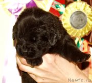 Превью фото № 156704